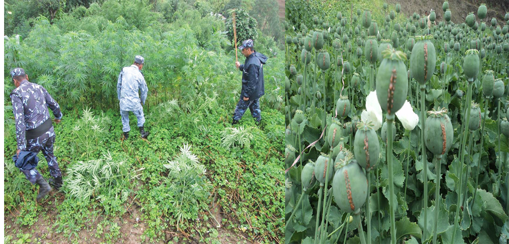 गाँजा र अफिमखेतीको फडानी गरी नष्ट